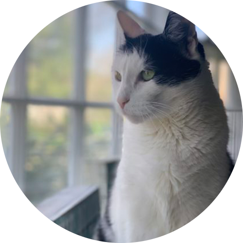 Cat - Mister Harley