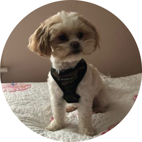 Dog - Mitch